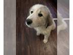 Anatolian Shepherd-Great Pyrenees Mix PUPPY FOR SALE ADN-786331 - Great Pyrenees