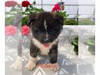 Akita PUPPY FOR SALE ADN-786333 - Akita ACA registered