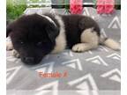 Akita PUPPY FOR SALE ADN-786342 - Akita ACA registered