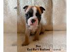 Boston Terrier PUPPY FOR SALE ADN-786348 - ALC Boston Terrier Fawns from Red