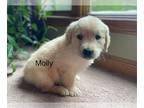 Golden Retriever PUPPY FOR SALE ADN-786356 - Molly
