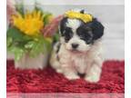 Maltese-Poodle (Toy) Mix PUPPY FOR SALE ADN-786379 - Beautiful Maltipoo