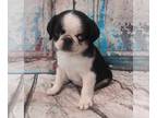 Pug PUPPY FOR SALE ADN-786400 - ACA Pandad Pugs Helath Guaranteed Home Raised