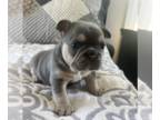 French Bulldog PUPPY FOR SALE ADN-786404 - Lilac and Tan