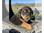Borador PUPPY FOR SALE ADN-786415 - Adorable Border Collie Labrador Retriever