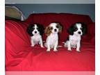 Cavalier King Charles Spaniel PUPPY FOR SALE ADN-786416 - cavalier King Charles