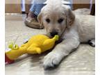 Golden Retriever PUPPY FOR SALE ADN-786419 - Golden retriever puppies