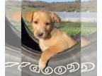 Borador PUPPY FOR SALE ADN-786420 - Adorable Border Collie Labrador Retriever