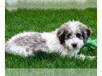 Bernedoodle (Miniature) PUPPY FOR SALE ADN-786421 - White with merle spots 30