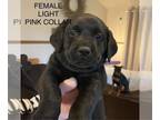 Labrador Retriever PUPPY FOR SALE ADN-786424 - AKC black female labs OFA