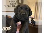 Labrador Retriever PUPPY FOR SALE ADN-786424 - AKC OFA Lab puppies