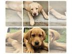 Labrador Retriever PUPPY FOR SALE ADN-786425 - AKC Labrador Retriever