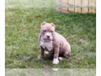 American Bully PUPPY FOR SALE ADN-786426 - Stunning ABKC American Bully Puppies