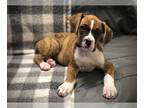 Boxer PUPPY FOR SALE ADN-786441 - AKC boxer pups