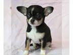 Chihuahua PUPPY FOR SALE ADN-786444 - AKC Applehead Champion Lines Chihuahuas