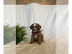 Cavapoo PUPPY FOR SALE ADN-786453 - Cavapoo puppies