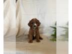 Cavapoo PUPPY FOR SALE ADN-786455 - Cavapoo puppies