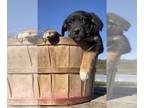 Borador PUPPY FOR SALE ADN-786463 - Adorable Labrador Border Collie Male Puppy