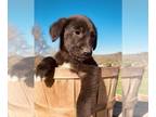 Borador PUPPY FOR SALE ADN-786465 - Adorable Labrador Border Collie Male Puppy