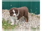 Australian Shepherd PUPPY FOR SALE ADN-786469 - AKC Australian Shepherd PUPPIES