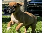 Boxer PUPPY FOR SALE ADN-786472 - Fawn Male Boxer CKC