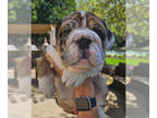 English Bulldog PUPPY FOR SALE ADN-786480 - The PUPPIES are here