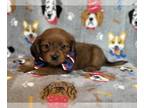 Dachshund PUPPY FOR SALE ADN-786482 - Jumpy