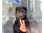 German Shepherd Dog PUPPY FOR SALE ADN-786483 - Long Haired Royal Black German