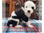 Sheepadoodle PUPPY FOR SALE ADN-786487 - Sheepadoodle Puppies Available at