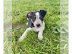 Texas Heeler PUPPY FOR SALE ADN-786491 - Adorable Heeler Aussie Male Puppy