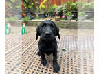 Labrador Retriever PUPPY FOR SALE ADN-786500 - Labrador Retriever Puppies