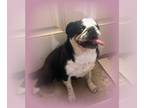Pug DOG FOR ADOPTION ADN-786411 - Pug Pup Female Saved with Surgery Needs Home