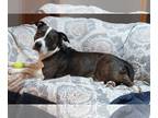 American Staffordshire Terrier Mix DOG FOR ADOPTION RGADN-1088408 - Doula -