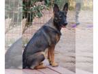 German Shepherd Dog Mix DOG FOR ADOPTION RGADN-1088420 - Katie 3 - German