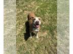 Staffordshire Bull Terrier Mix DOG FOR ADOPTION RGADN-1088697 - Donna Barkin -