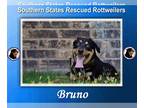 Rottweiler DOG FOR ADOPTION RGADN-1090623 - Bruno - Rottweiler (short coat) Dog