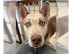 Mix DOG FOR ADOPTION RGADN-1090732 - Cece - ON HOLD - NO MORE APPLICATIONS -