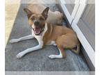 American Staffordshire Terrier Mix DOG FOR ADOPTION RGADN-1090800 - Arcee -