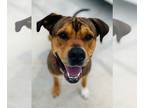 Rottweiler Mix DOG FOR ADOPTION RGADN-1092044 - Sonia - Rottweiler / Mixed Dog