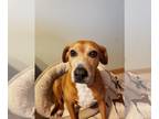 Beagle Mix DOG FOR ADOPTION RGADN-1092112 - Delight - 0$ adoption fee - Beagle /