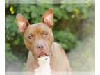 American Staffordshire Terrier Mix DOG FOR ADOPTION RGADN-1093675 - THEODORE -