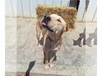 Carolina Dog-Labrador Retriever Mix DOG FOR ADOPTION RGADN-1093747 - DUTCH -