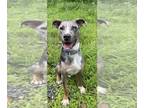 Catahoula Leopard Dog Mix DOG FOR ADOPTION RGADN-1094115 - Sylvester - Catahoula