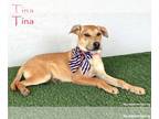 Labrador Retriever-Rhodesian Ridgeback Mix DOG FOR ADOPTION RGADN-1094240 - Tina