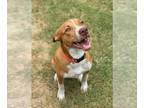 American Staffordshire Terrier Mix DOG FOR ADOPTION RGADN-1094460 - Carl -