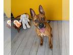 Bull-Boxer DOG FOR ADOPTION RGADN-1094771 - Cookie - $75 Adoption Fee Diamond