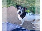 Feist Terrier-Jack Russell Terrier Mix DOG FOR ADOPTION RGADN-1094955 - Zorro -