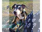 Feist Terrier-Jack Russell Terrier Mix DOG FOR ADOPTION RGADN-1094955 - Zorro -