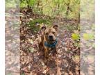 American Staffordshire Terrier-Boxer Mix DOG FOR ADOPTION RGADN-1096080 - Matzo