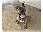 Bullmastiff-Siberian Husky Mix DOG FOR ADOPTION RGADN-1096231 - CHUCKY -